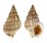 NASSARIIDAE NASSARIUS TRITONIFORMIS shell