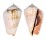STROMBIDAE STROMBUS LUHUANUS shell