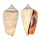STROMBIDAE STROMBUS LUHUANUS shell