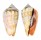 STROMBIDAE STROMBUS LUHUANUS shell