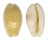 CYPRAEIDAE EROSARIA EROSA SUBFOSSIL shell
