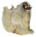 GRYPHAEIDAE PYCNODONTE TANIGUCHII shell