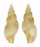 TURRIDAE KUROSHIODAPHNE SATURATA shell