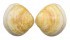 TELLINIDAE CYCLOTELLINA DISCUS shell
