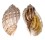 HARPIDAE HARPA ARTICULARIS shell