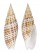 MITRIDAE CANCILLA GRANATINA shell