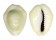 CYPRAEIDAE MONETARIA MONETA shell