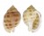 CASSIDAE SEMICASSIS BISULCATA JAPONICA shell