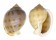 CASSIDAE SEMICASSIS BISULCATA JAPONICA shell