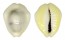 CYPRAEIDAE MONETARIA MONETA shell