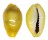 CYPRAEIDAE MONETARIA MONETA shell