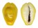 CYPRAEIDAE MONETARIA MONETA shell