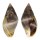 BUCCINIDAE PISANIA STRIATA shell