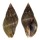 BUCCINIDAE PISANIA STRIATA shell