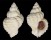 CORALLIOPHILIDAE CRALLIOPHILLA MEYENDORFFI shell