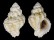 CORALLIOPHILIDAE CRALLIOPHILLA MEYENDORFFI shell