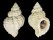 CORALLIOPHILIDAE CRALLIOPHILLA MEYENDORFFI shell
