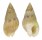 NASSARIIDAE NASSARIUS  CUVIERII shell