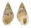 NASSARIIDAE NASSARIUS  CUVIERII shell