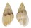 NASSARIIDAE NASSARIUS  CUVIERII shell
