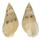 NASSARIIDAE NASSARIUS  CUVIERII shell