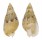 NASSARIIDAE NASSARIUS  CUVIERII shell