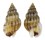NASSARIIDAE NASSARIUS  INCRASSATUS shell