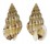 NASSARIIDAE NASSARIUS  INCRASSATUS shell