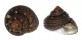 TROCHIDAE CLANCULUS CRUCIATUS shell