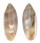 MARGINELLIDAE VOLVARINA AVENA VARIA shell