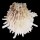 SPONDYLIDAE SPONDYLUS ECHINATUS shell