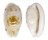 CYPRAEIDAE BLASICRURA PELLUCENS ALISONAE shell