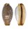 CYPRAEIDAE STAPHYLEA LIMACINA shell