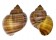 FRESHWATER PITA AMPULLACEA shell