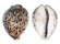 CYPRAEIDAE CYPRAEA TIGRIS shell