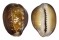 CYPRAEIDAE CYPRAEA CAPUTSERPENTIS shell