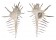 MURICIDAE MUREX TERNISPINA shell