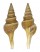 TURRIDAE LOPHIOTOMA LEUCOTROPIS shell