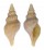TURRIDAE COMITAS KIRAI shell