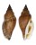 STROMBIDAE STROMBUS URCEUS shell