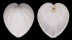 CARDIIDAE CORCULUM CARDISSA LORENZI shell