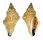 STROMBIDAE STROMBUS URCEUS shell