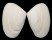 MESODESMATIDAE PAPHIES SUBTRIANGULATA shell