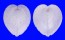 CARDIIDAE CORCULUM CARDISSA LORENZI shell