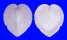 CARDIIDAE CORCULUM CARDISSA LORENZI shell