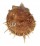 SPONDYLIDAE SPONDYLUS SETIGER shell