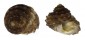 CHILODONTAIDAE EUCHELUS ASPER QUADRICARINATUS shell