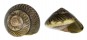 TROCHIDAE UMBONIUM MONILIFERUM shell