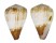 CONIDAE CONUS BORGESI shell