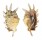 STROMBIDAE LAMBIS MILLEPEDA shell